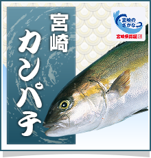 宮崎カンパチ