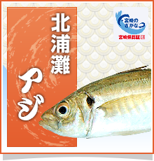 北浦灘アジ