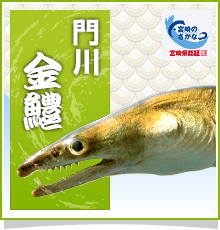 門川金鱧