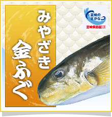 みやざき金ふぐ