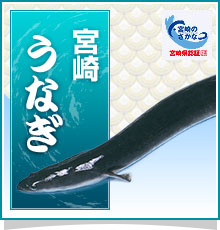 宮崎うなぎ